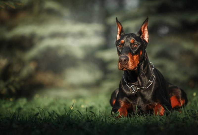 Доберман собака
