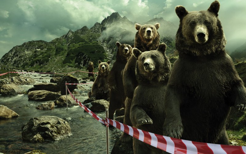 Медведь Россия