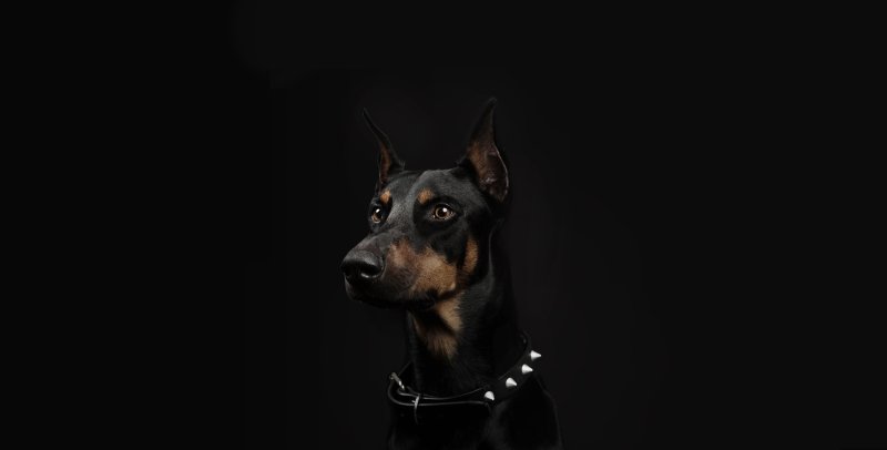 Доберман собака