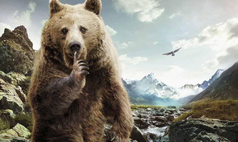 Медведь на фоне природы