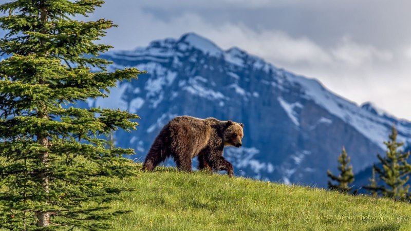 Тяньшанский бурый медведь
