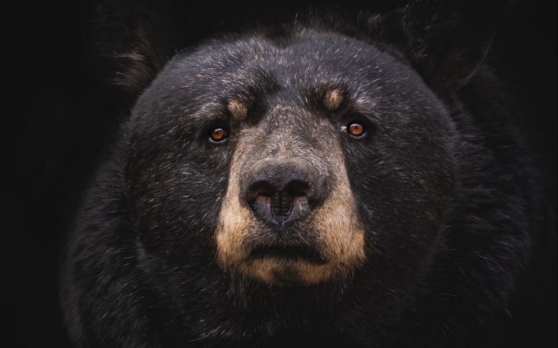 Барибал медведь