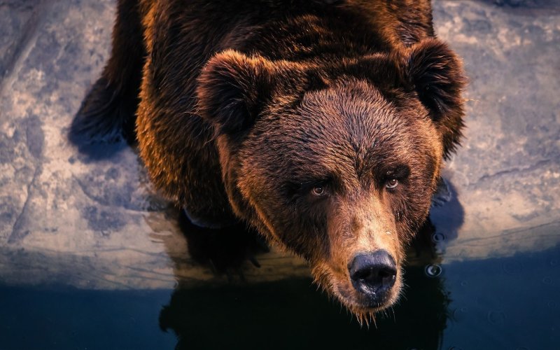 Дальневосточный бурый медведь