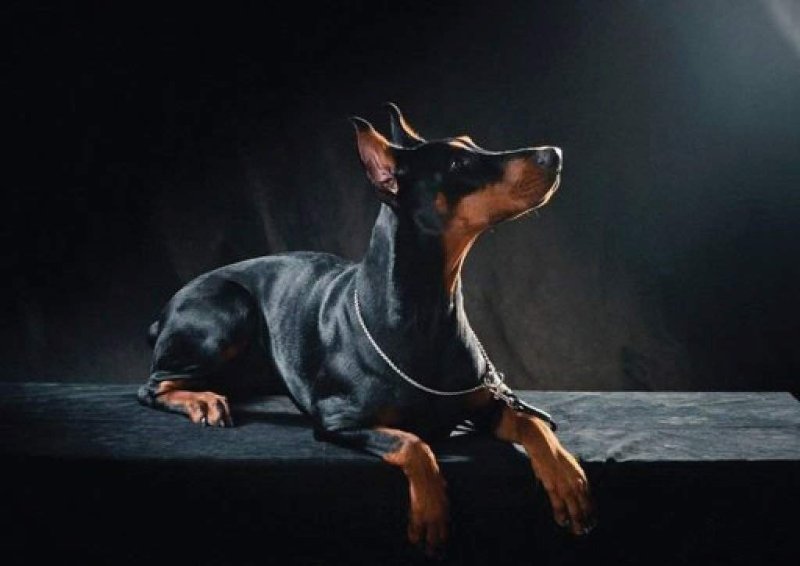 Доберман Цвингер пинчер . Такса