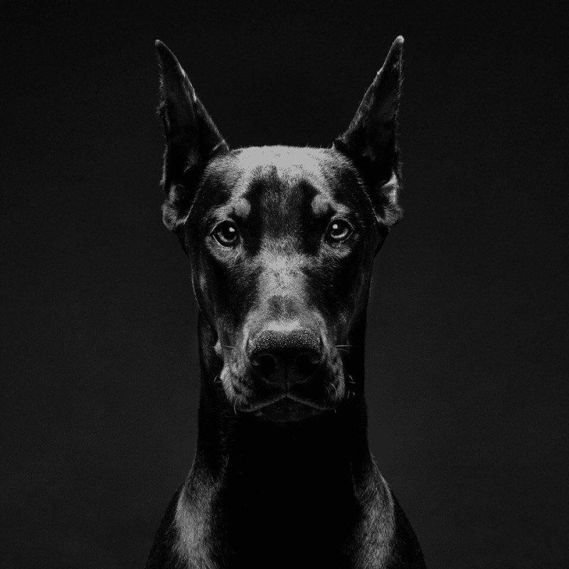 Доберман собака