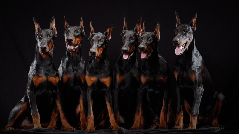 Королевский Доберман