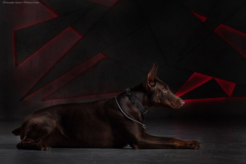 Доберман собака