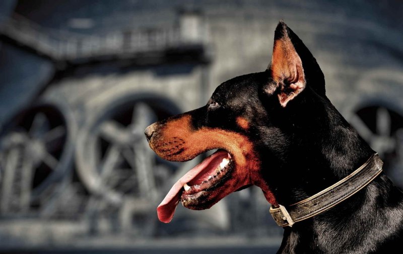 Доберман пинчер злой