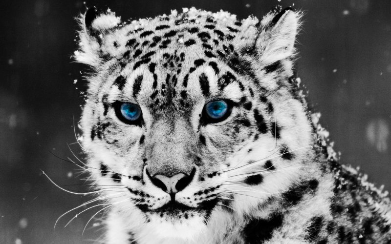 Снежный Барс леопард Snow Leopard Ирбис