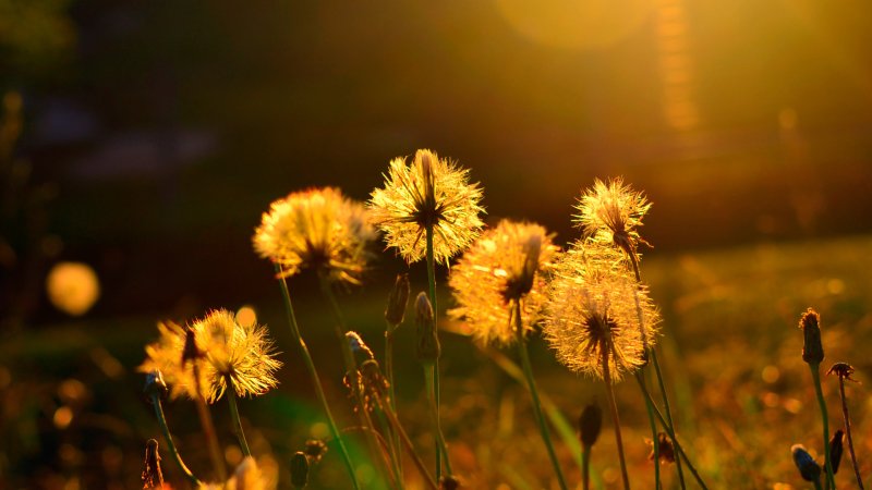 Полевые цветы