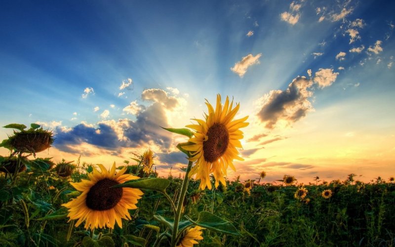 Цветы и солнце