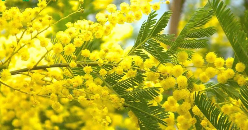 Мимоза Лимонка