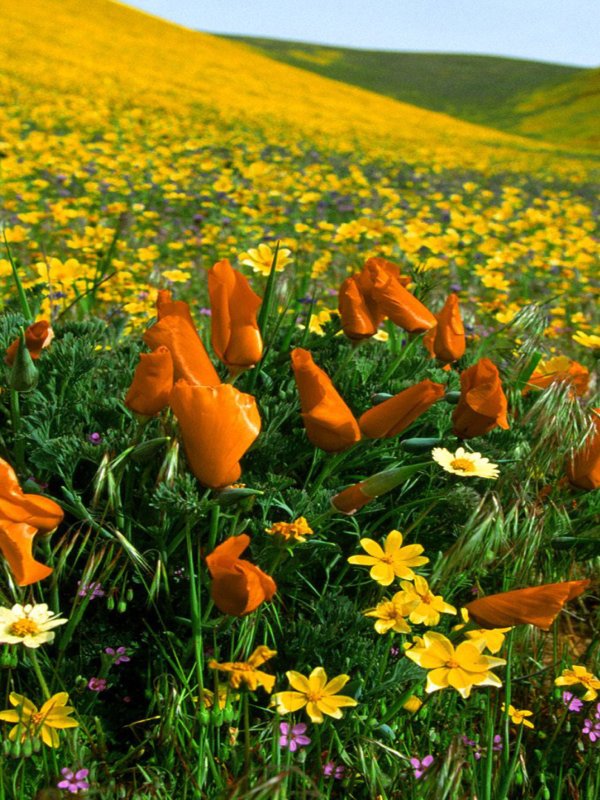 Цветы на заставку в Одноклассниках