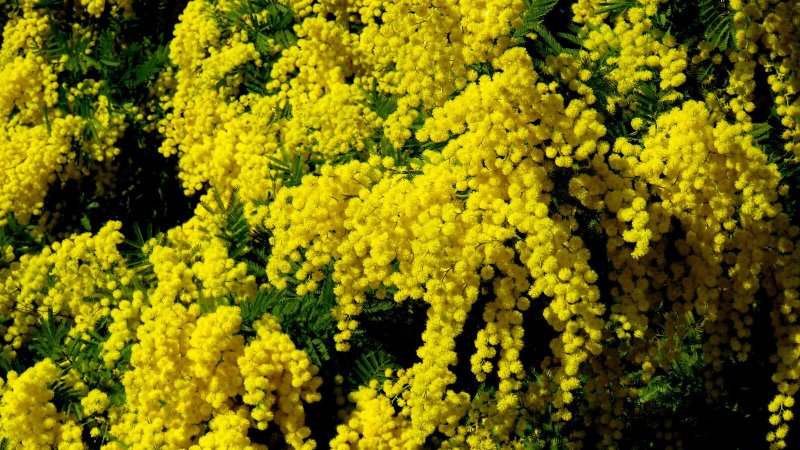 Весенние цветы Мимоза