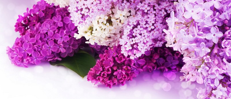 Сирень цветы