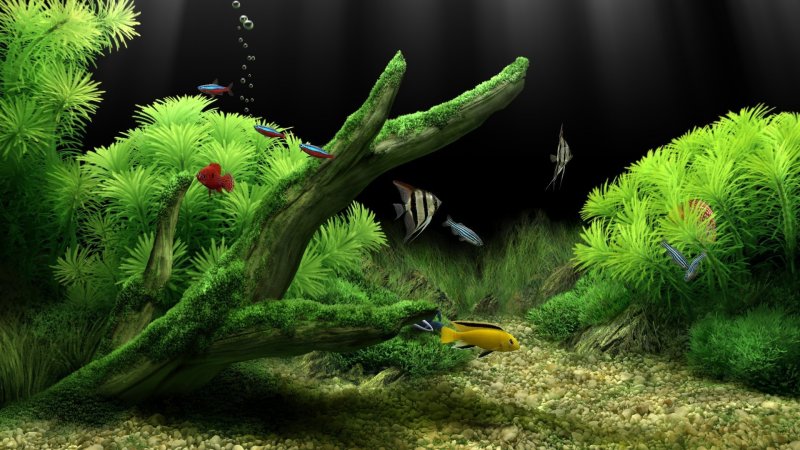 Картинки на рабочий стол аквариум