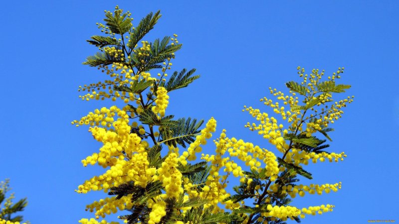 Мимоза хамбуриана