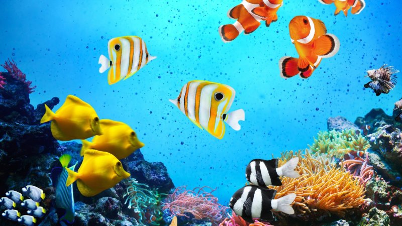 Тропические рыбки