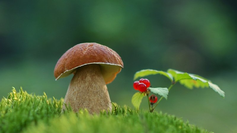 Красивые грибы в лесу