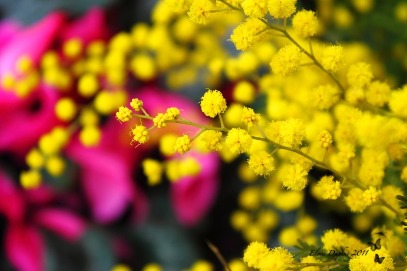 Мимоза Полевая цветок