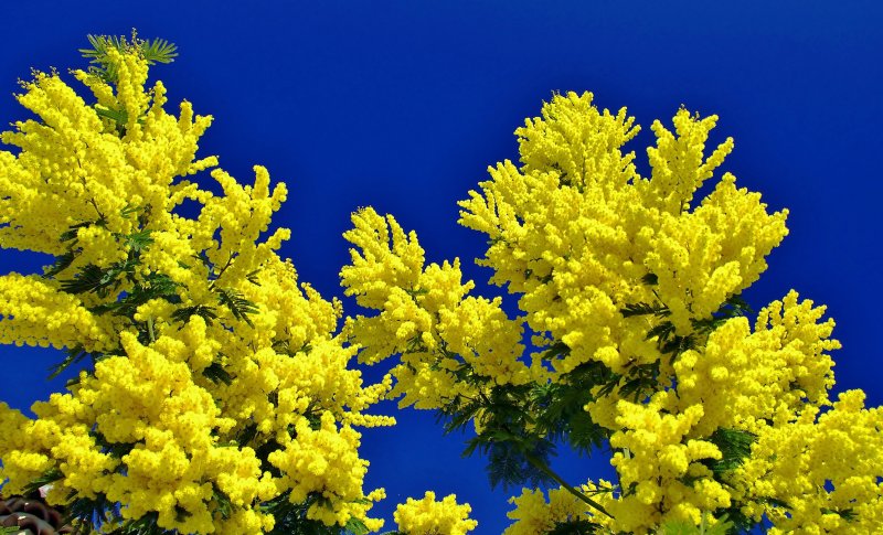 Мимоза цветок голубая