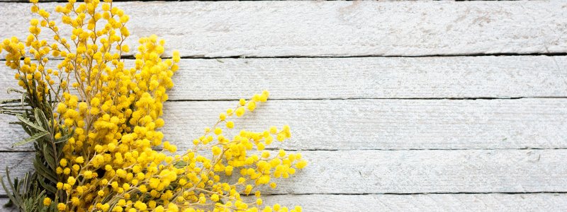 Весенние цветы Мимоза