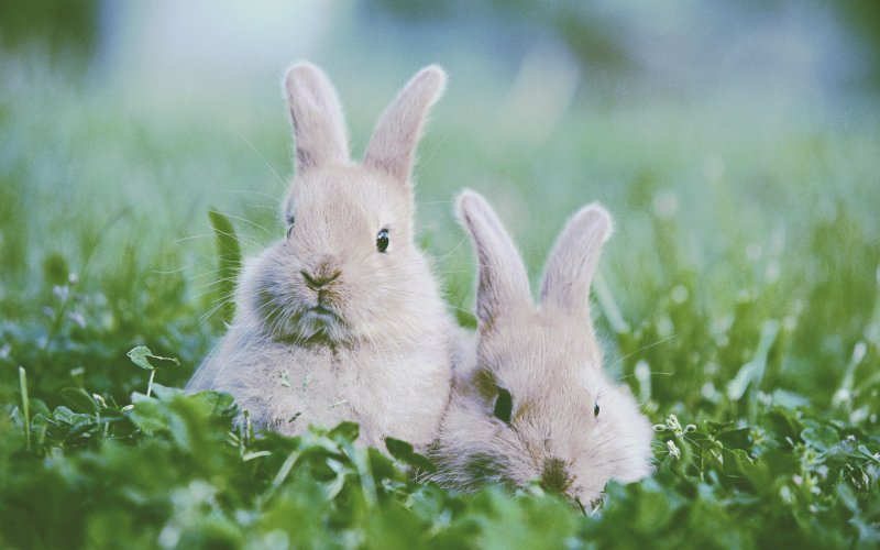 Красивый кролик