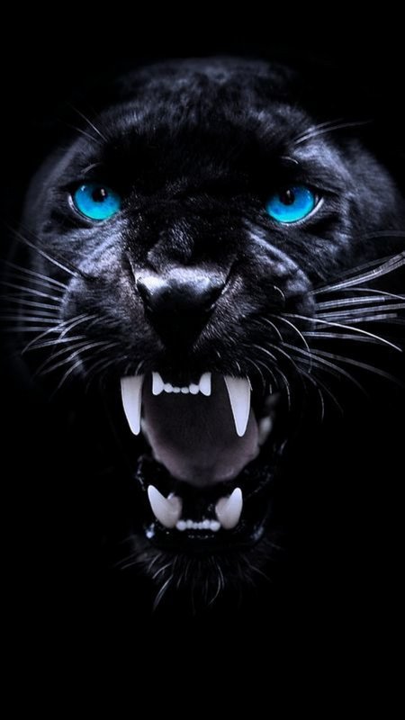 Пантера морда