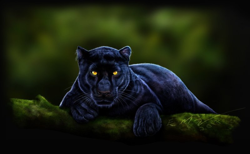 Тиберий пантера