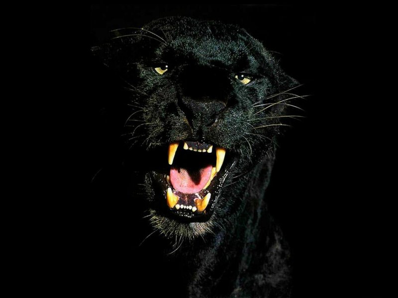 Кореллианская Песчаная пантера