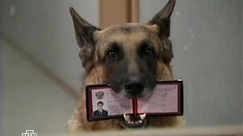 Сериал Возвращение Мухтара 2 сезон