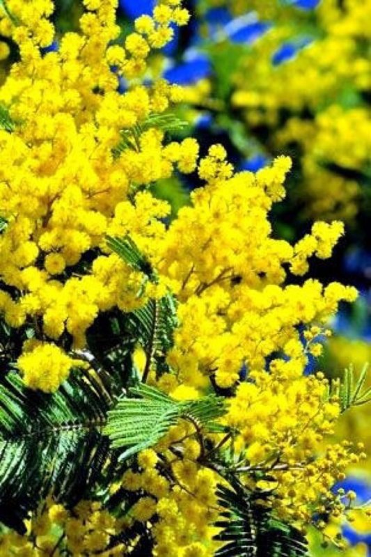 Мимоза цветет