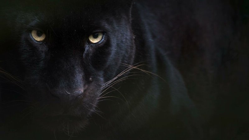 Черная пантера