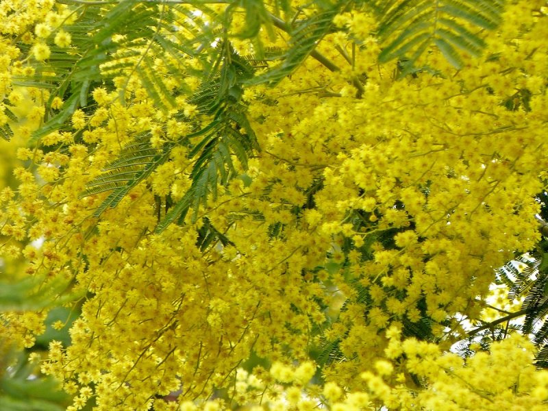 Мимоза зеленая