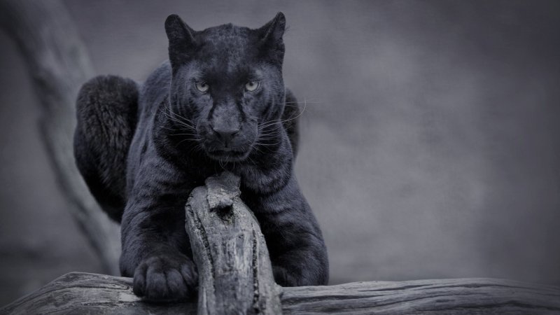 Пума черная и пантера