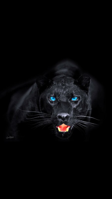 Пантера на черном фоне