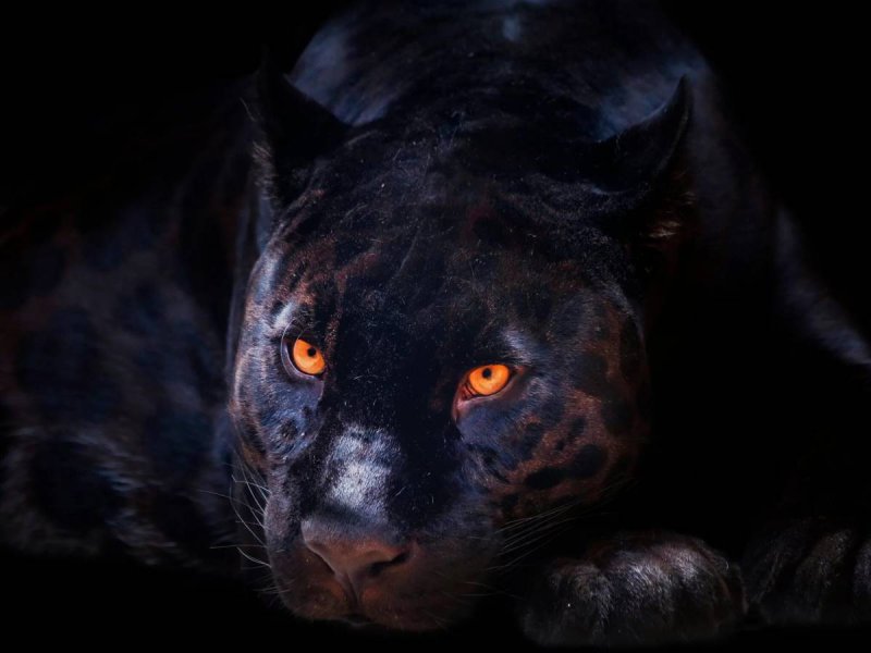 Черная пантера меланист