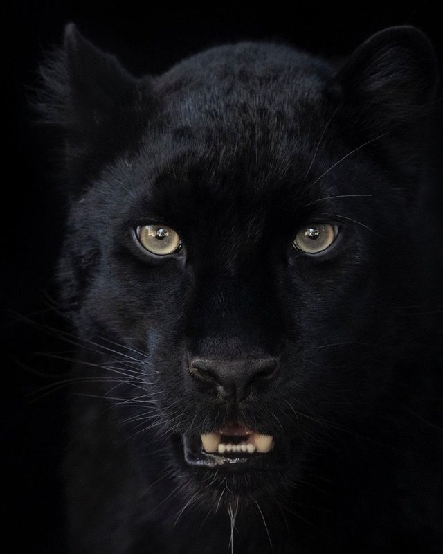 Гепард меланист