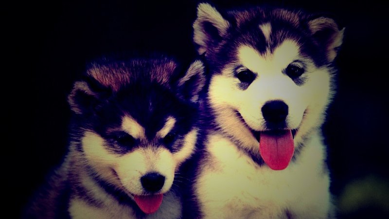 Популярные обои в лайке