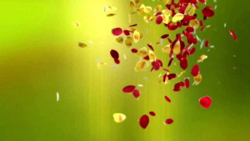 Телеканал домашний 2011