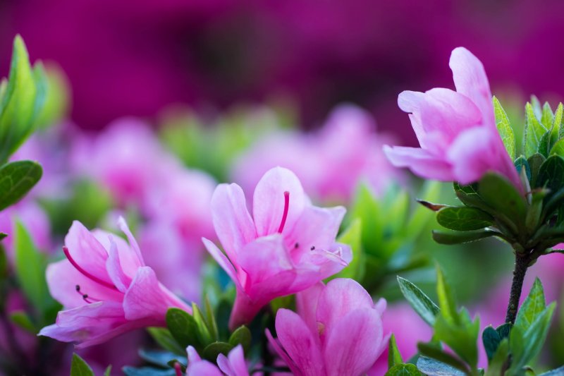 Красивые цветы