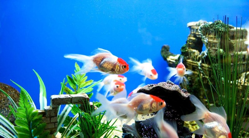 Рыбки для аквариума