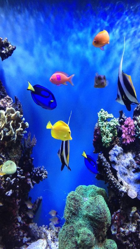 Скринсейвер рыбки