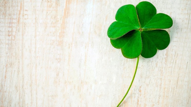Клевер пятилистник