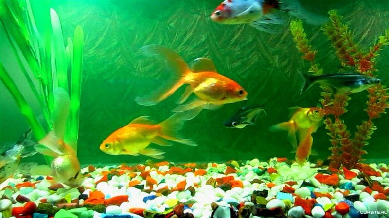 Рыбки для аквариума