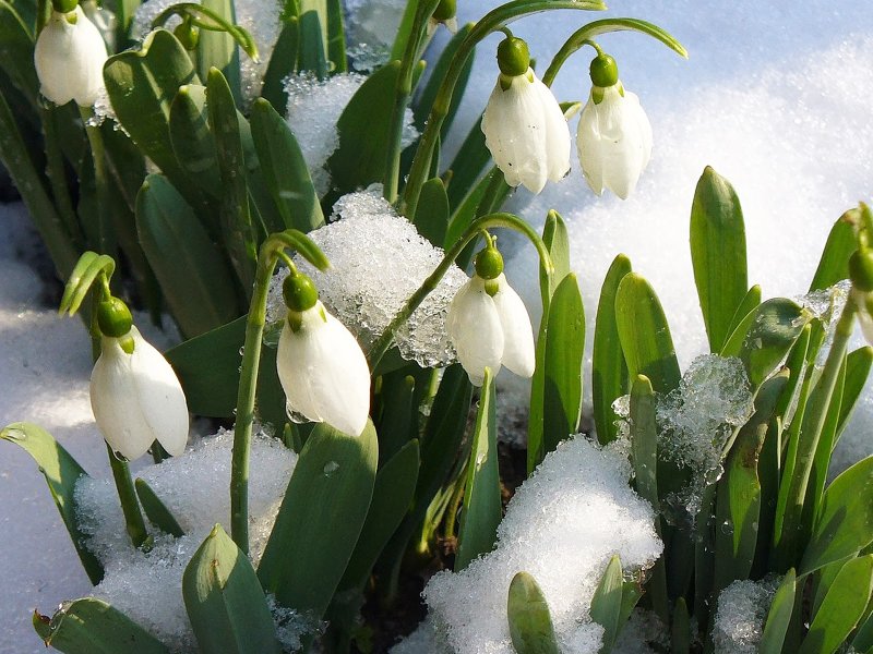 Подснежники, Ландыши, примулы
