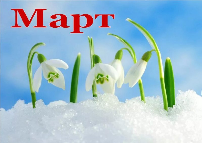 Красивые подснежники