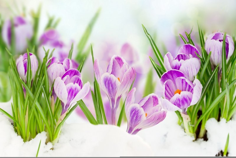 Первоцветы (подснежники, крокусы, гиацинты).