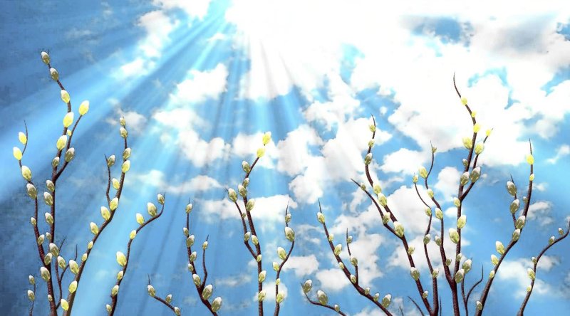 Верба Церковь Вербное Воскресение