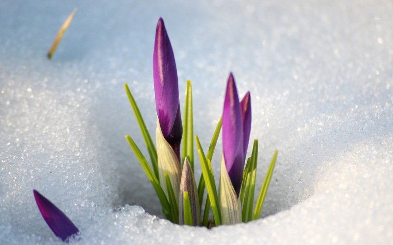 Крокусы и подснежники